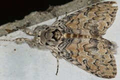 Calliteara cerigoides