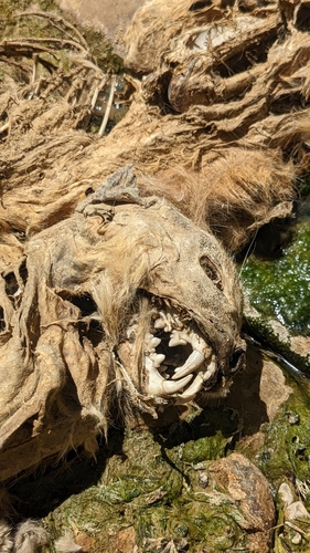 Mountain Lion photographed in Utah