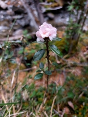 Rhododendron adamsii