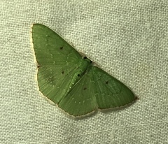 Lissochlora