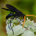 Elegant Tarantula-hawk Wasp - Photo (c) kmccullough, some rights reserved (CC BY-NC), uploaded by kmccullough