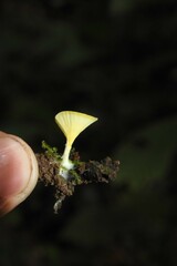 Cotylidia aurantiaca