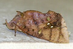 Eudocima discrepans