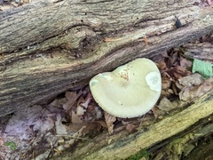 Melanoleuca alboflavida