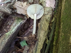 Melanoleuca alboflavida