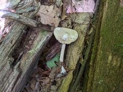 Melanoleuca alboflavida