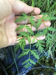 Conioselinum