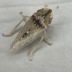 Xerophloea viridis