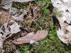 Geoglossum glabrum