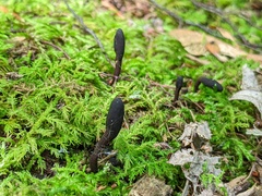 Geoglossum glabrum