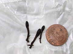 Geoglossum glabrum