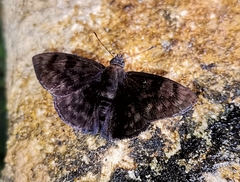 Pachyneuria licisca