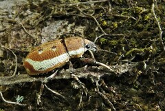 Cleistolophus viridimargo