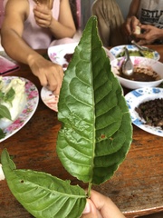 Magnoliopsida