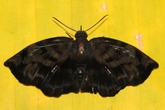 Achlyodes
