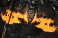 Achlyodes