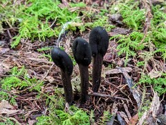 Geoglossum glabrum