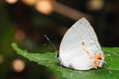 Iaspis andersoni