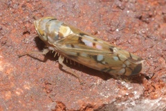 Scaphoideus opalinus