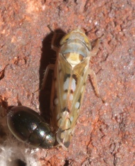Scaphoideus opalinus