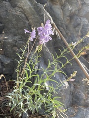 Penstemon sepalulus