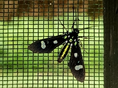 Leucotmemis nexa