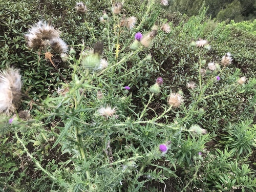 Cirsium vulgare observed 2018-07-10
