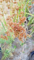 Juncus xiphioides