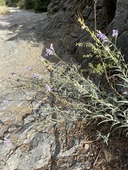 Penstemon sepalulus