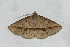 Ugia
