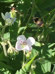 Bombus mixtus