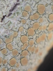 Lecanora helva