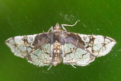 Omphisa anastomosalis