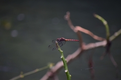 Elasmothemis cannacrioides