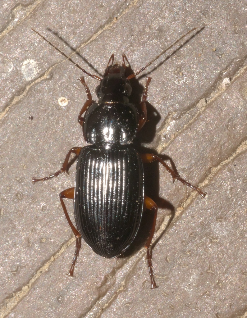 Oxycrepis recta