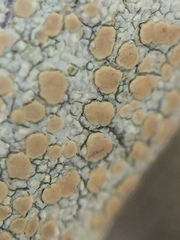 Lecanora helva