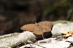 Tanaecia julii