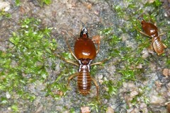 Macrotermes annandalei