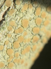 Lecanora helva