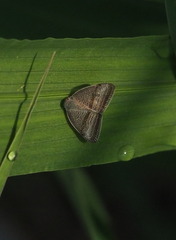 Ricania taeniata