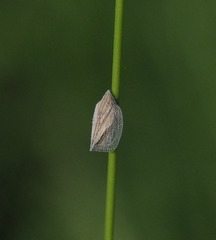 Mimophantia maritima