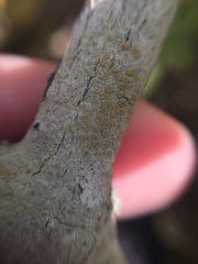 Lecanora helva