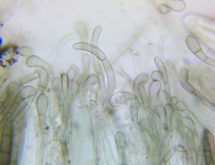 Geoglossum glabrum