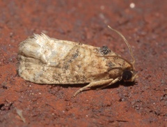 Ecdytolopha mana