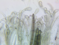 Geoglossum glabrum