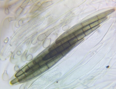 Geoglossum glabrum