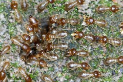 Macrotermes annandalei