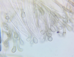 Geoglossum glabrum