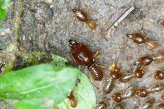 Macrotermes annandalei