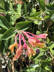 Lonicera pilosa